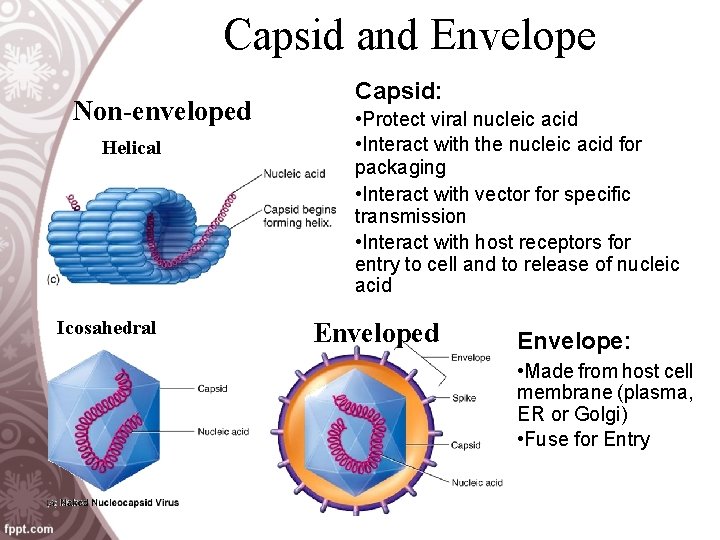 Capsid and Envelope Non-enveloped Helical Icosahedral Capsid: • Protect viral nucleic acid • Interact