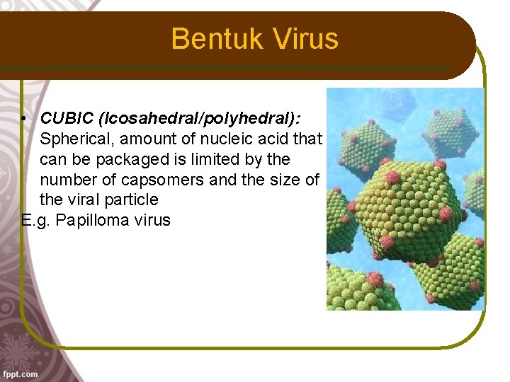 Bentuk Virus • CUBIC (Icosahedral/polyhedral): Spherical, amount of nucleic acid that can be packaged