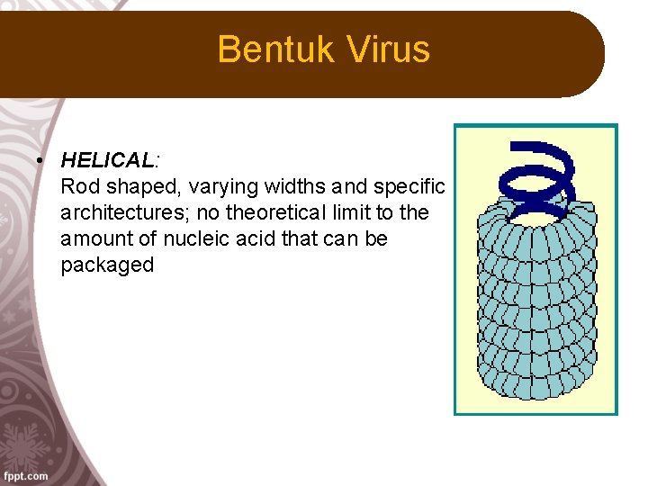 Bentuk Virus • HELICAL: Rod shaped, varying widths and specific architectures; no theoretical limit