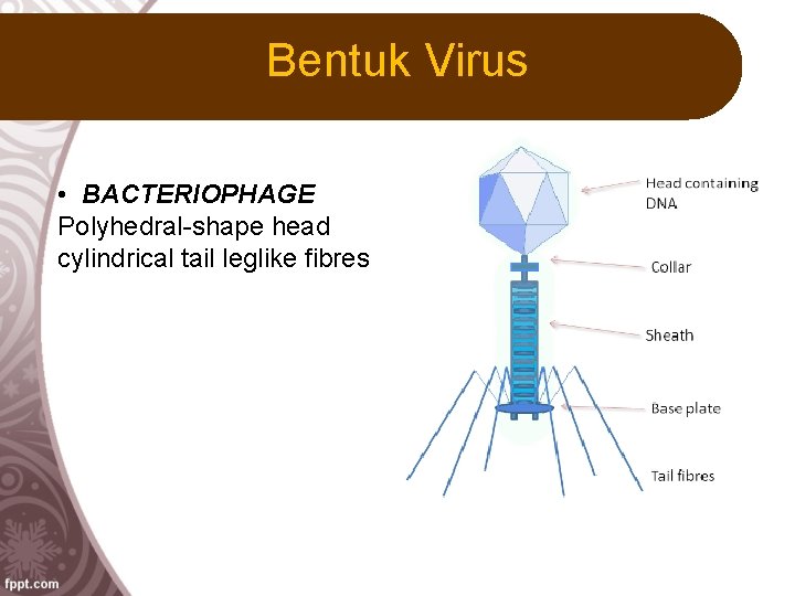 Bentuk Virus • BACTERIOPHAGE Polyhedral-shape head cylindrical tail leglike fibres 