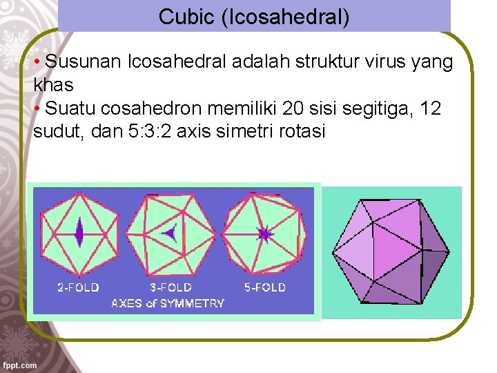 Cubic (Icosahedral) • Susunan Icosahedral adalah struktur virus yang khas • Suatu cosahedron memiliki
