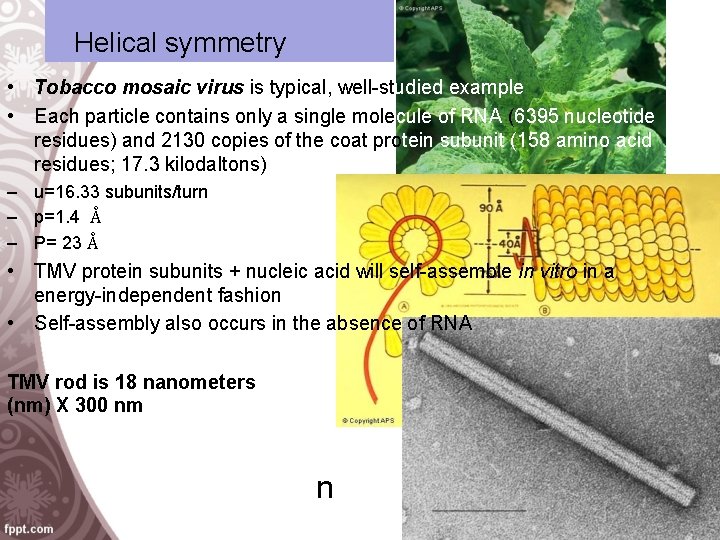 Helical symmetry • Tobacco mosaic virus is typical, well-studied example • Each particle contains