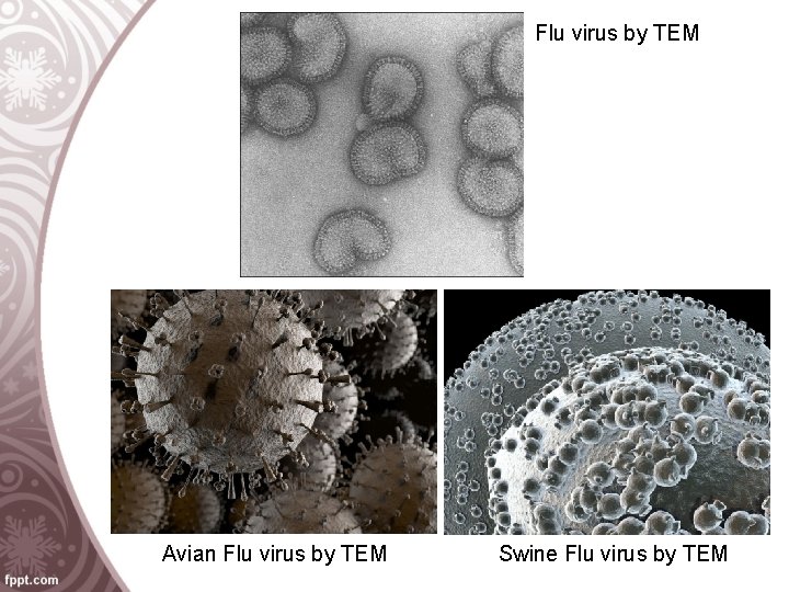 Flu virus by TEM Avian Flu virus by TEM Swine Flu virus by TEM
