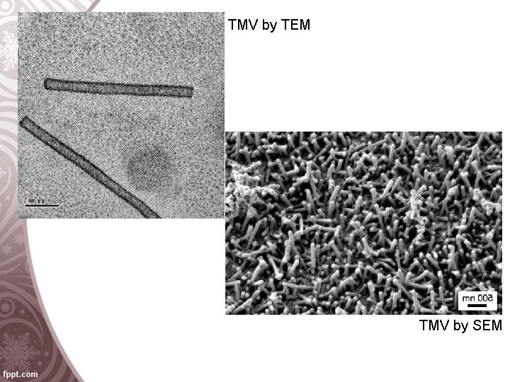 TMV by TEM TMV by SEM 