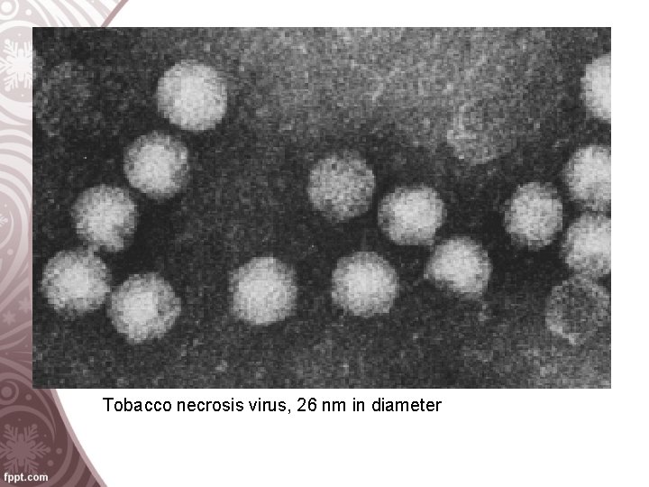 Tobacco necrosis virus, 26 nm in diameter 