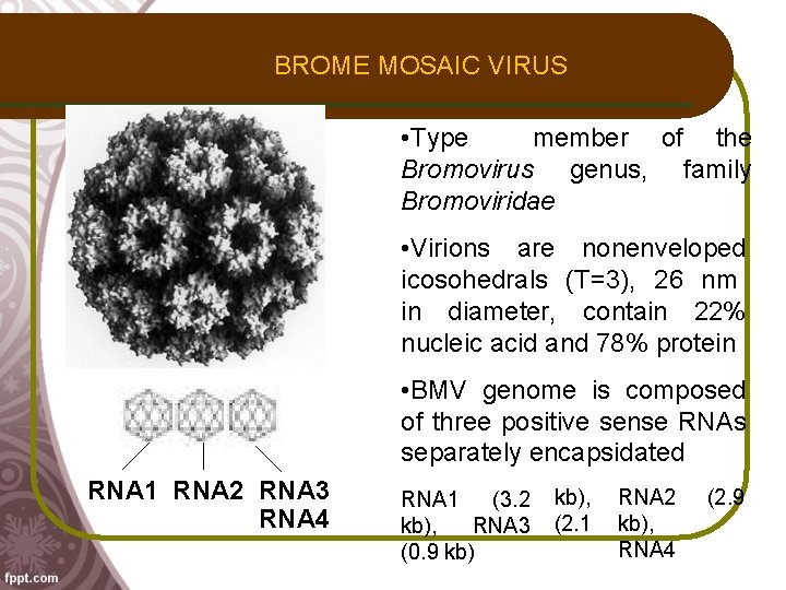 BROME MOSAIC VIRUS • Type member of the Bromovirus genus, family Bromoviridae • Virions