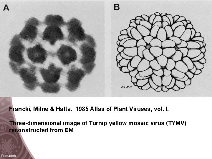 Francki, Milne & Hatta. 1985 Atlas of Plant Viruses, vol. I. Three-dimensional image of