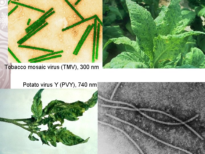 Tobacco mosaic virus (TMV), 300 nm Potato virus Y (PVY), 740 nm 