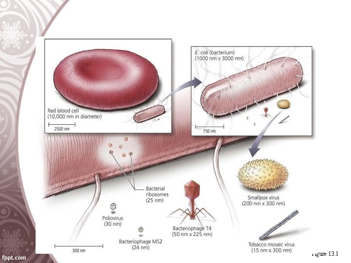Viruses Figure 13. 1 