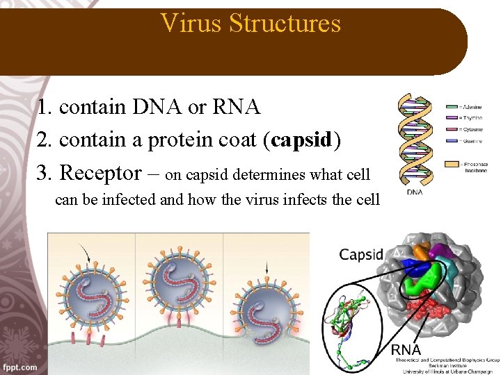 Virus Structures 1. contain DNA or RNA 2. contain a protein coat (capsid) 3.