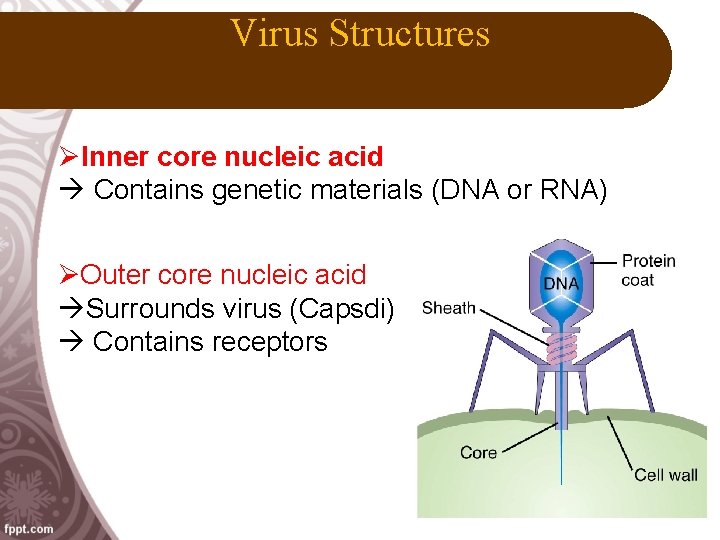Virus Structures ØInner core nucleic acid Contains genetic materials (DNA or RNA) ØOuter core