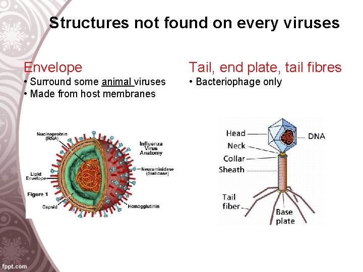 Structures not found on every viruses Envelope Tail, end plate, tail fibres • Surround