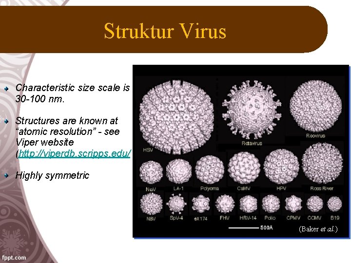 Struktur Virus Characteristic size scale is 30 -100 nm. Structures are known at “atomic