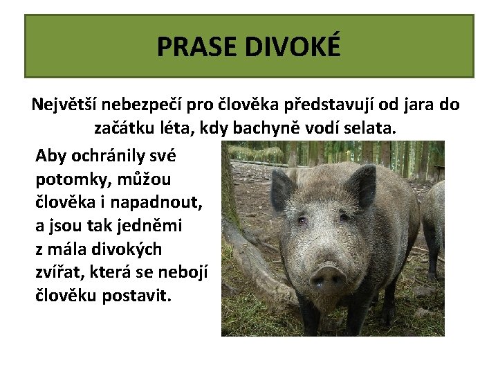 PRASE DIVOKÉ Největší nebezpečí pro člověka představují od jara do začátku léta, kdy bachyně