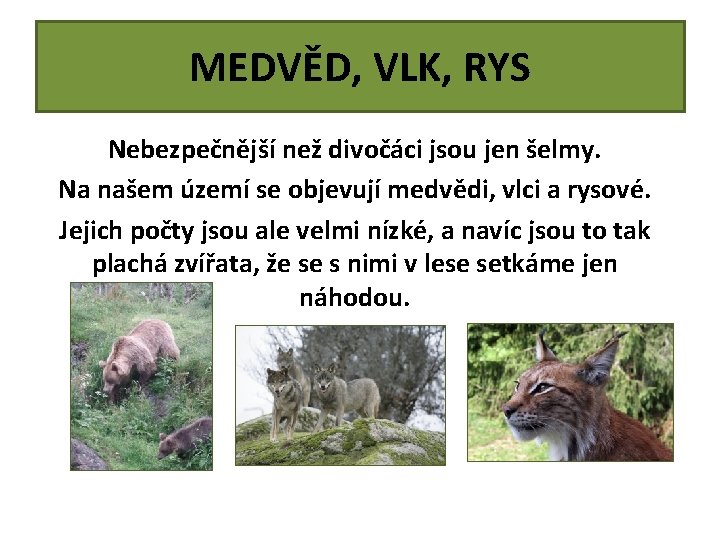 MEDVĚD, VLK, RYS Nebezpečnější než divočáci jsou jen šelmy. Na našem území se objevují