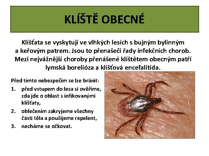 KLÍŠTĚ OBECNÉ Klíšťata se vyskytují ve vlhkých lesích s bujným bylinným a keřovým patrem.