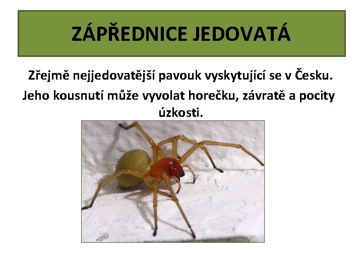 ZÁPŘEDNICE JEDOVATÁ Zřejmě nejjedovatější pavouk vyskytující se v Česku. Jeho kousnutí může vyvolat horečku,