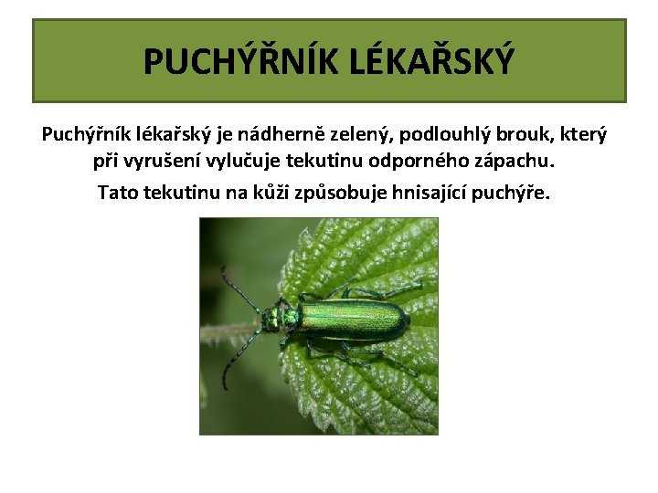 PUCHÝŘNÍK LÉKAŘSKÝ Puchýřník lékařský je nádherně zelený, podlouhlý brouk, který při vyrušení vylučuje tekutinu