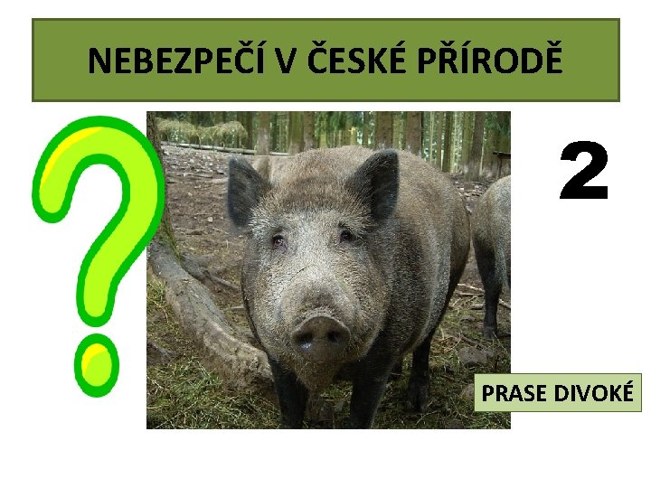 NEBEZPEČÍ V ČESKÉ PŘÍRODĚ 2 PRASE DIVOKÉ 