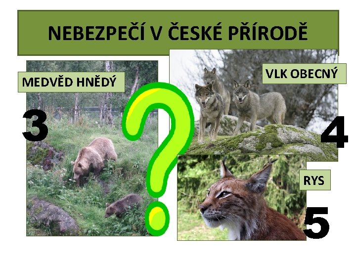 NEBEZPEČÍ V ČESKÉ PŘÍRODĚ MEDVĚD HNĚDÝ 3 VLK OBECNÝ 4 RYS 5 