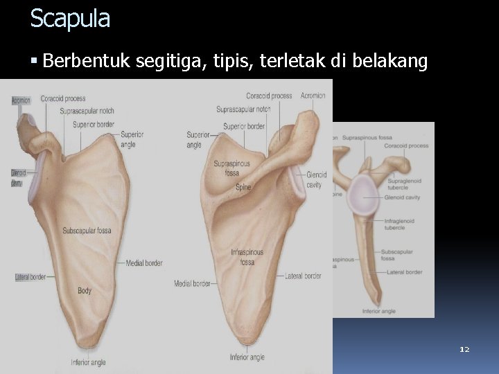 Scapula Berbentuk segitiga, tipis, terletak di belakang 12 