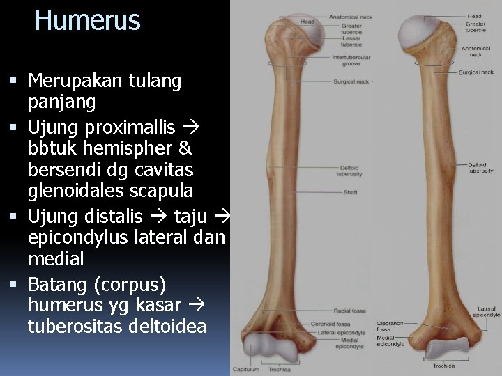 Humerus Merupakan tulang panjang Ujung proximallis bbtuk hemispher & bersendi dg cavitas glenoidales scapula