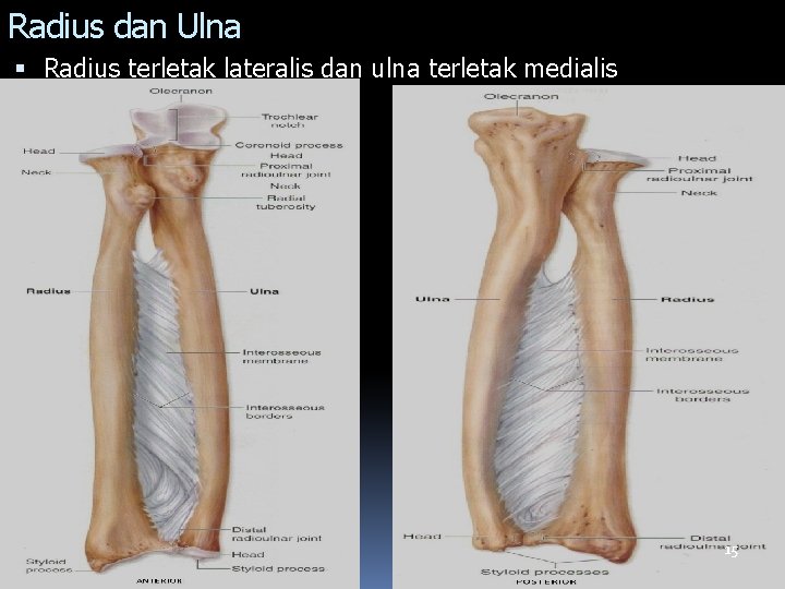 Radius dan Ulna Radius terletak lateralis dan ulna terletak medialis 15 