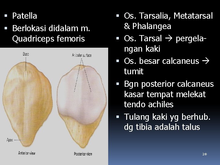  Patella Berlokasi didalam m. Quadriceps femoris Os. Tarsalia, Metatarsal & Phalangea Os. Tarsal