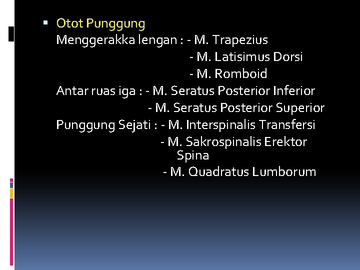  Otot Punggung Menggerakka lengan : - M. Trapezius - M. Latisimus Dorsi -