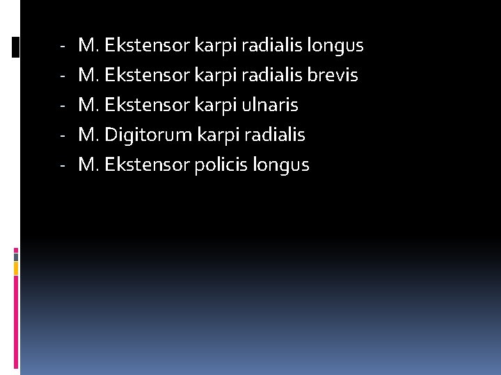 - M. Ekstensor karpi radialis longus M. Ekstensor karpi radialis brevis M. Ekstensor karpi