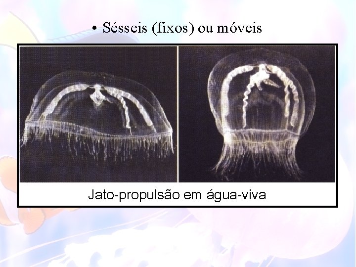  • Sésseis (fixos) ou móveis Jato-propulsão em água-viva 