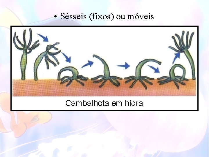  • Sésseis (fixos) ou móveis Cambalhota em hidra 
