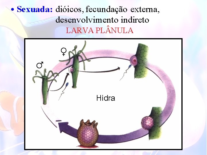  • Sexuada: dióicos, fecundação externa, desenvolvimento indireto LARVA PL NULA ♂ ♀ Hidra