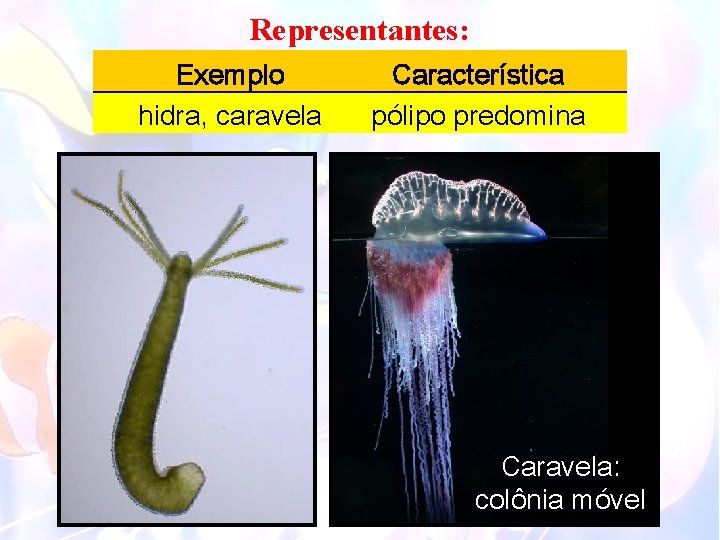 Representantes: Exemplo hidra, caravela Característica pólipo predomina Caravela: colônia móvel 