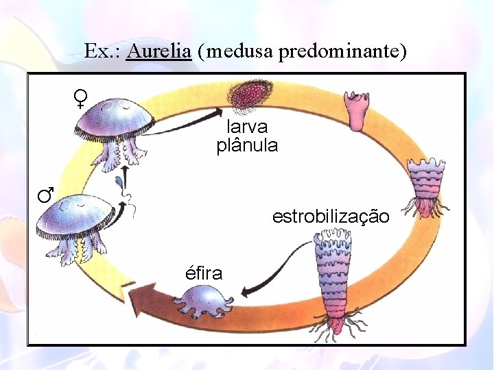 Ex. : Aurelia ( medusa predominante) ♀ larva plânula ♂ estrobilização éfira 