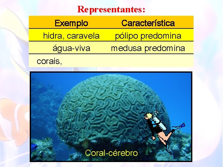 Representantes: Exemplo hidra, caravela água-viva corais, Característica pólipo predomina medusa predomina Coral-cérebro 