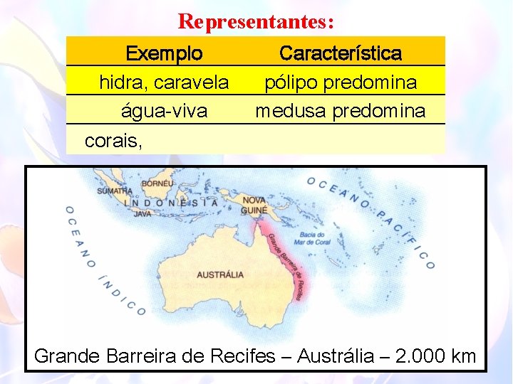 Representantes: Exemplo hidra, caravela água-viva corais, Característica pólipo predomina medusa predomina Grande Barreira de