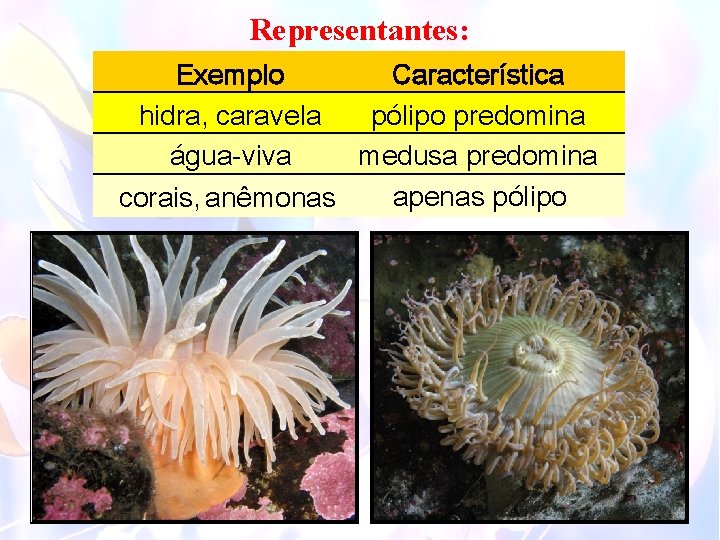 Representantes: Exemplo Característica hidra, caravela pólipo predomina água-viva medusa predomina apenas pólipo corais, anêmonas
