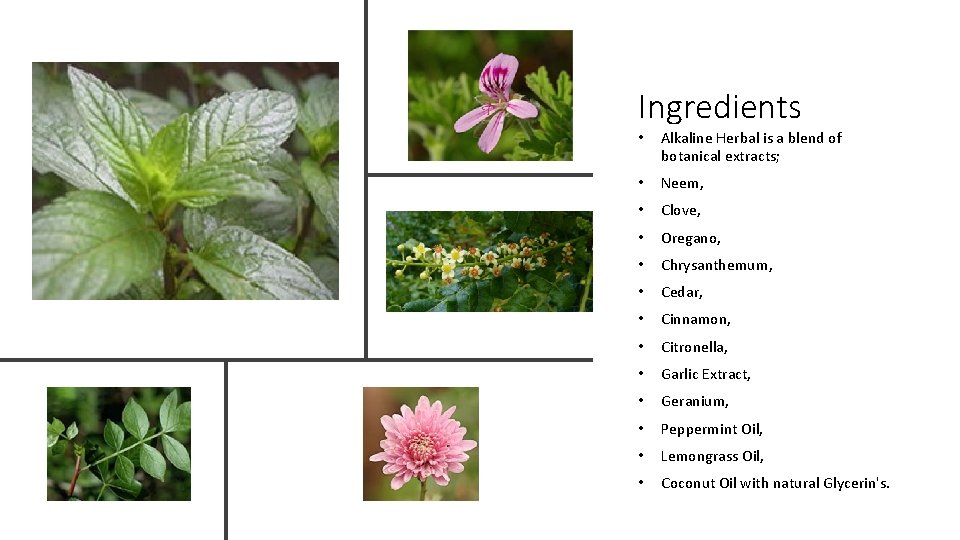 Ingredients • Alkaline Herbal is a blend of botanical extracts; • Neem, • Clove,