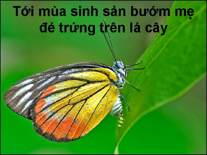 Tới mùa sinh sản bướm mẹ đẻ trứng trên lá cây 