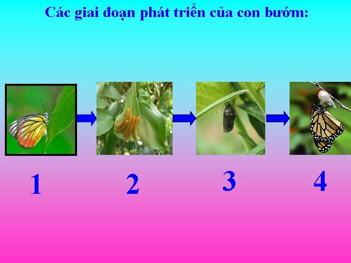 Các giai đoạn phát triển của con bướm: 1 2 3 4 