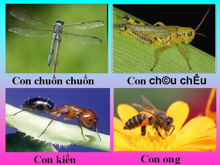 Con chuồn Con kiến Con ch©u chÊu Con ong 