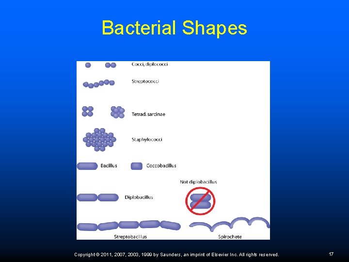 Bacterial Shapes Copyright © 2011, 2007, 2003, 1999 by Saunders, an imprint of Elsevier