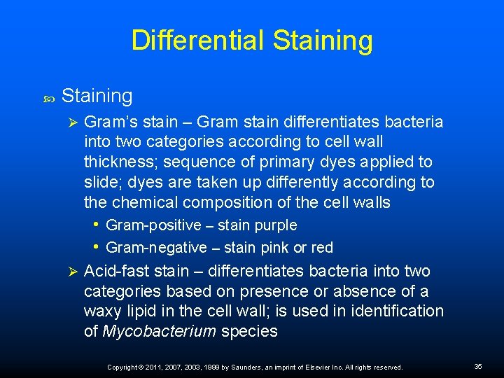 Differential Staining Ø Gram’s stain – Gram stain differentiates bacteria into two categories according