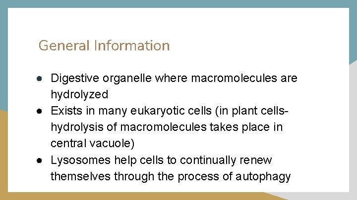 General Information ● Digestive organelle where macromolecules are hydrolyzed ● Exists in many eukaryotic