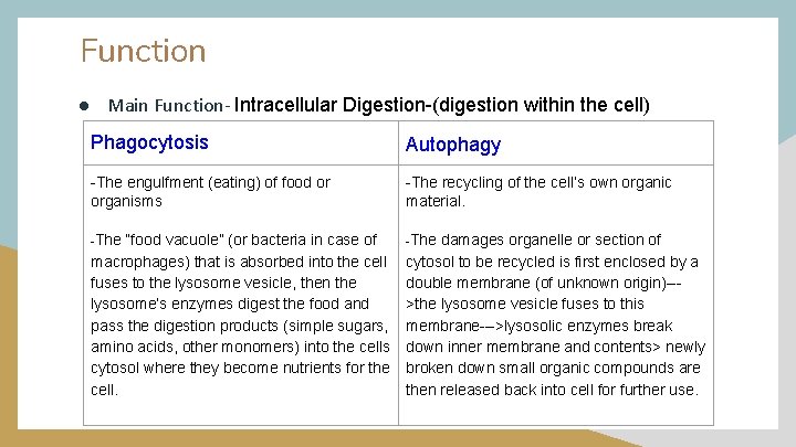 Function ● Main Function- Intracellular Digestion-(digestion within the cell) Phagocytosis Autophagy -The engulfment (eating)