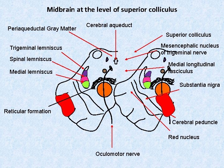 Midbrain at the level of superior colliculus Periaqueductal Gray Matter Cerebral aqueduct Superior colliculus