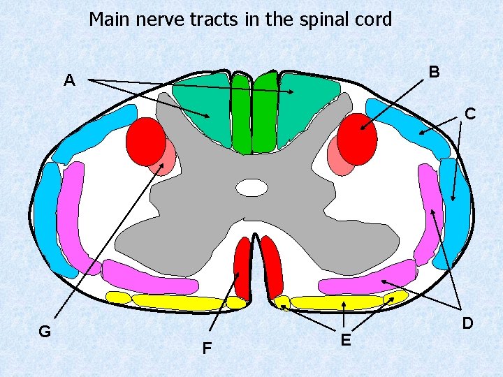 Main nerve tracts in the spinal cord B A C G F E D