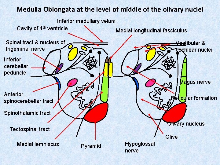 Medulla Oblongata at the level of middle of the olivary nuclei Inferior medullary velum