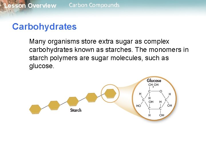 Lesson Overview Carbon Compounds Carbohydrates Many organisms store extra sugar as complex carbohydrates known